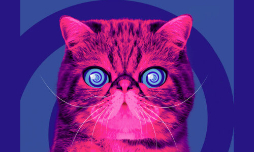 a pink fluffy cartoon cat called Hypnocat with swirling hypnotic eyes