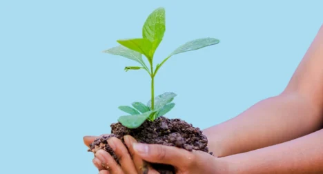 Photo shows female hands holding young plant in soil, cutout on blue background